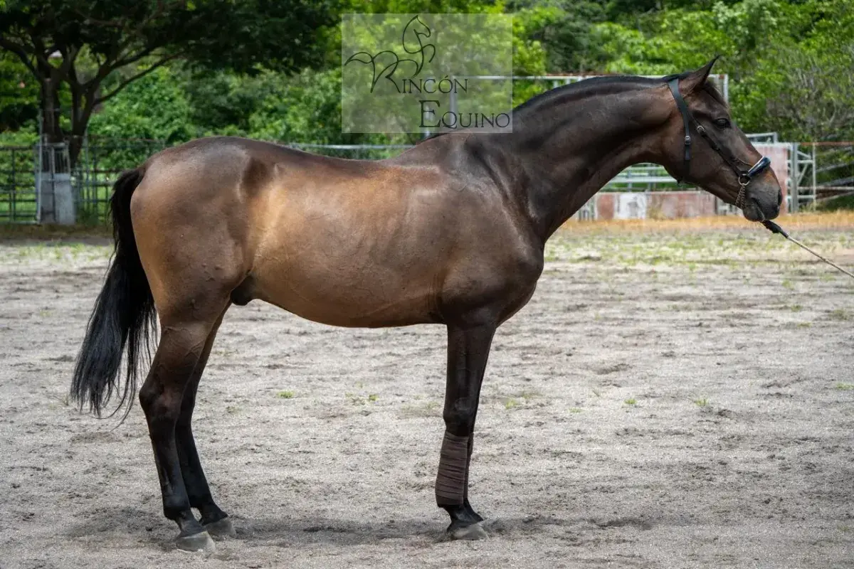 Caballo Guardián HB en venta
