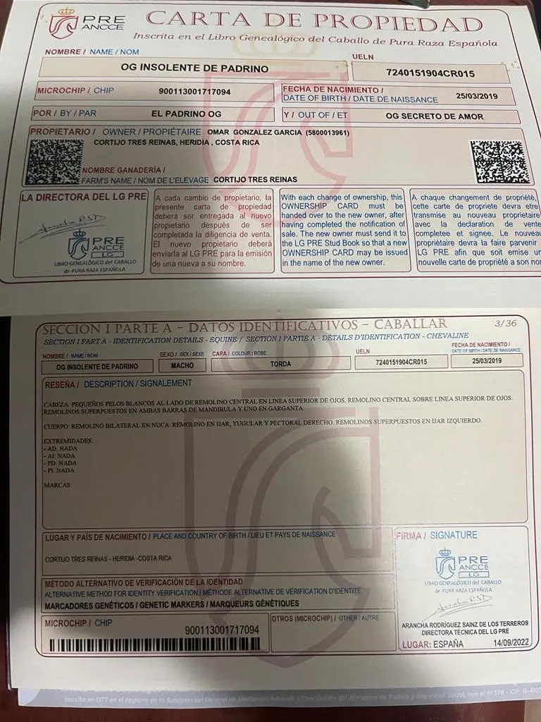 Pedigrí OG Insolente De Padrino
