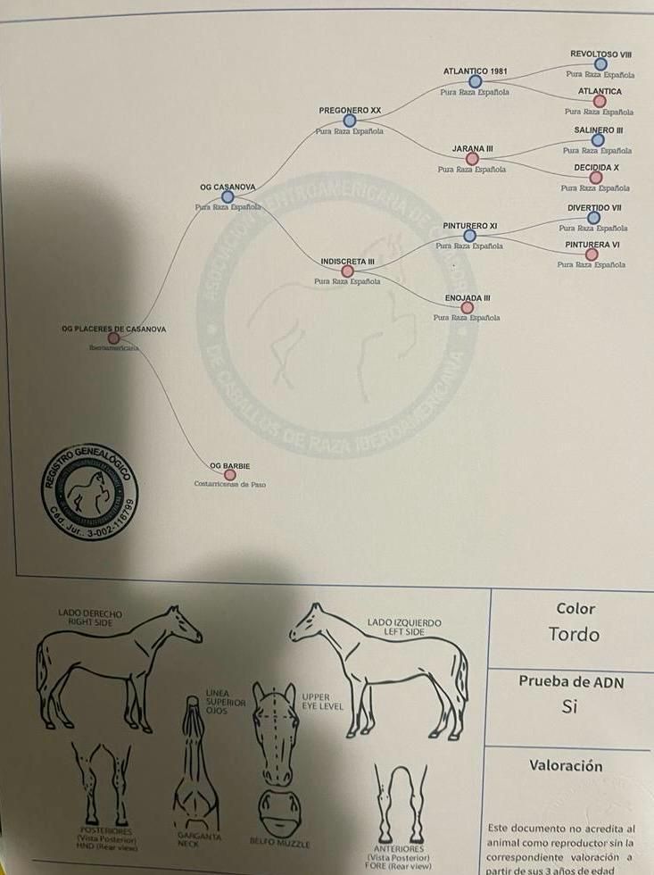 Pedigree