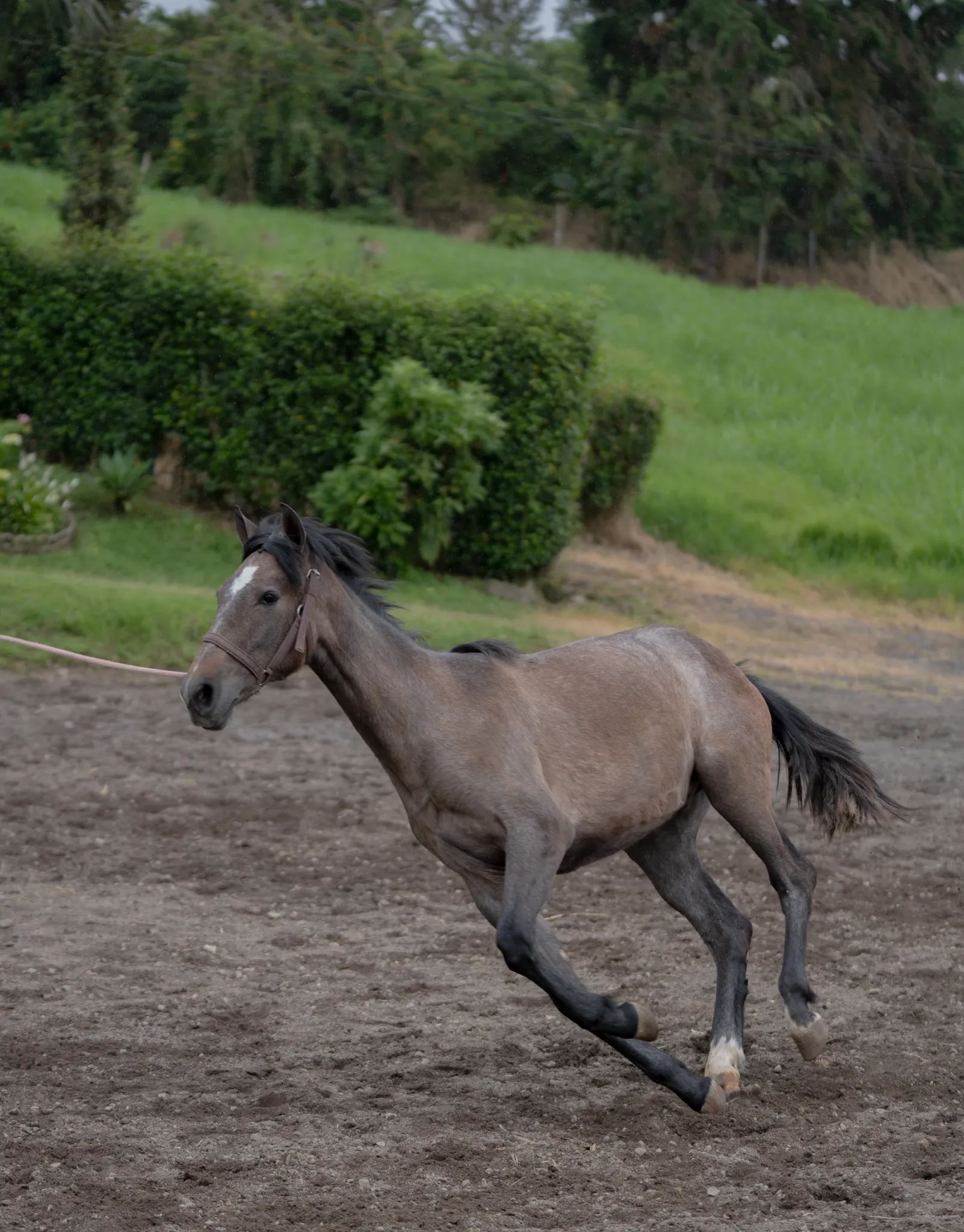 Caballo OG Engreído en venta