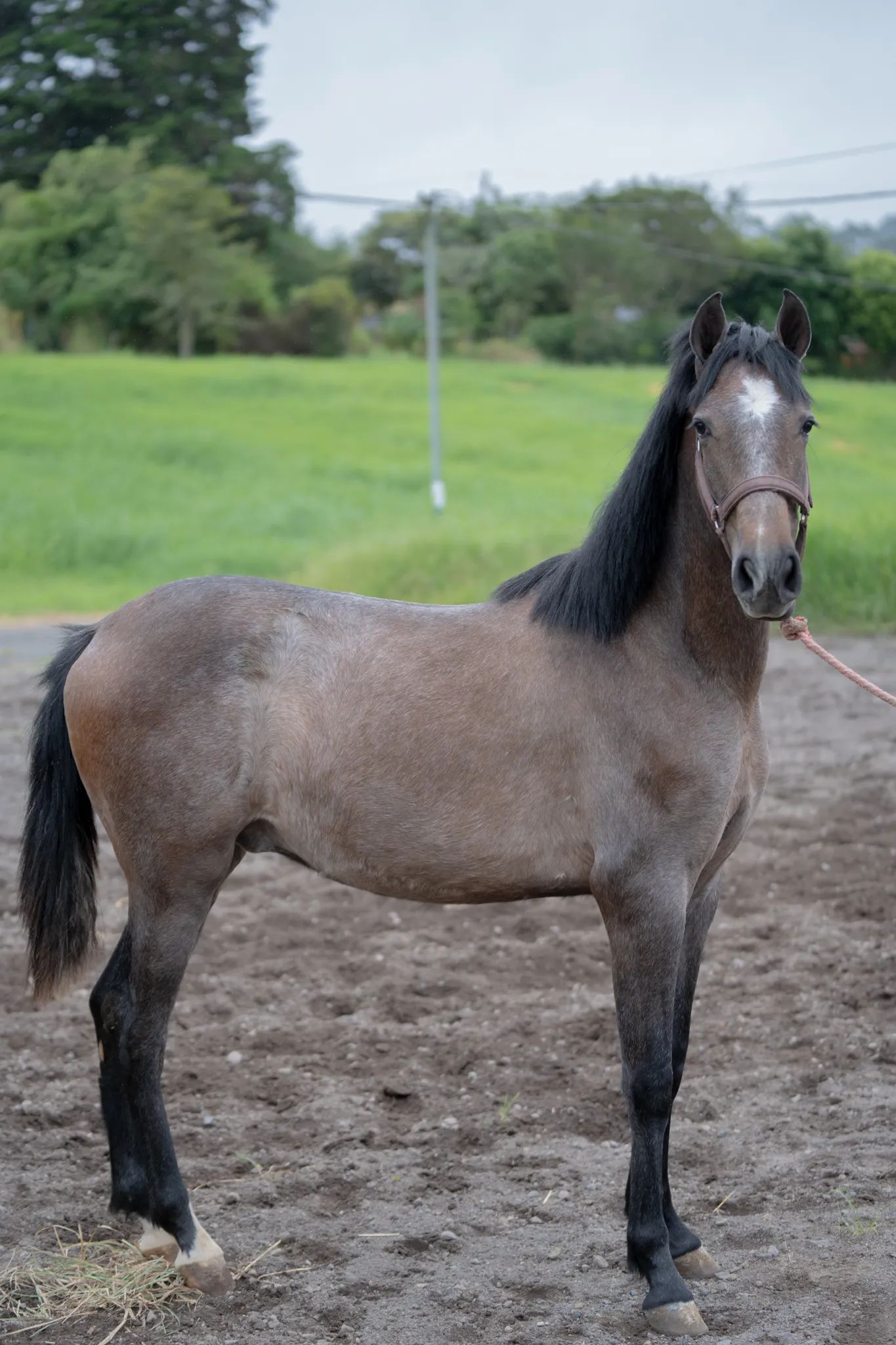 Caballo OG Engreído en venta