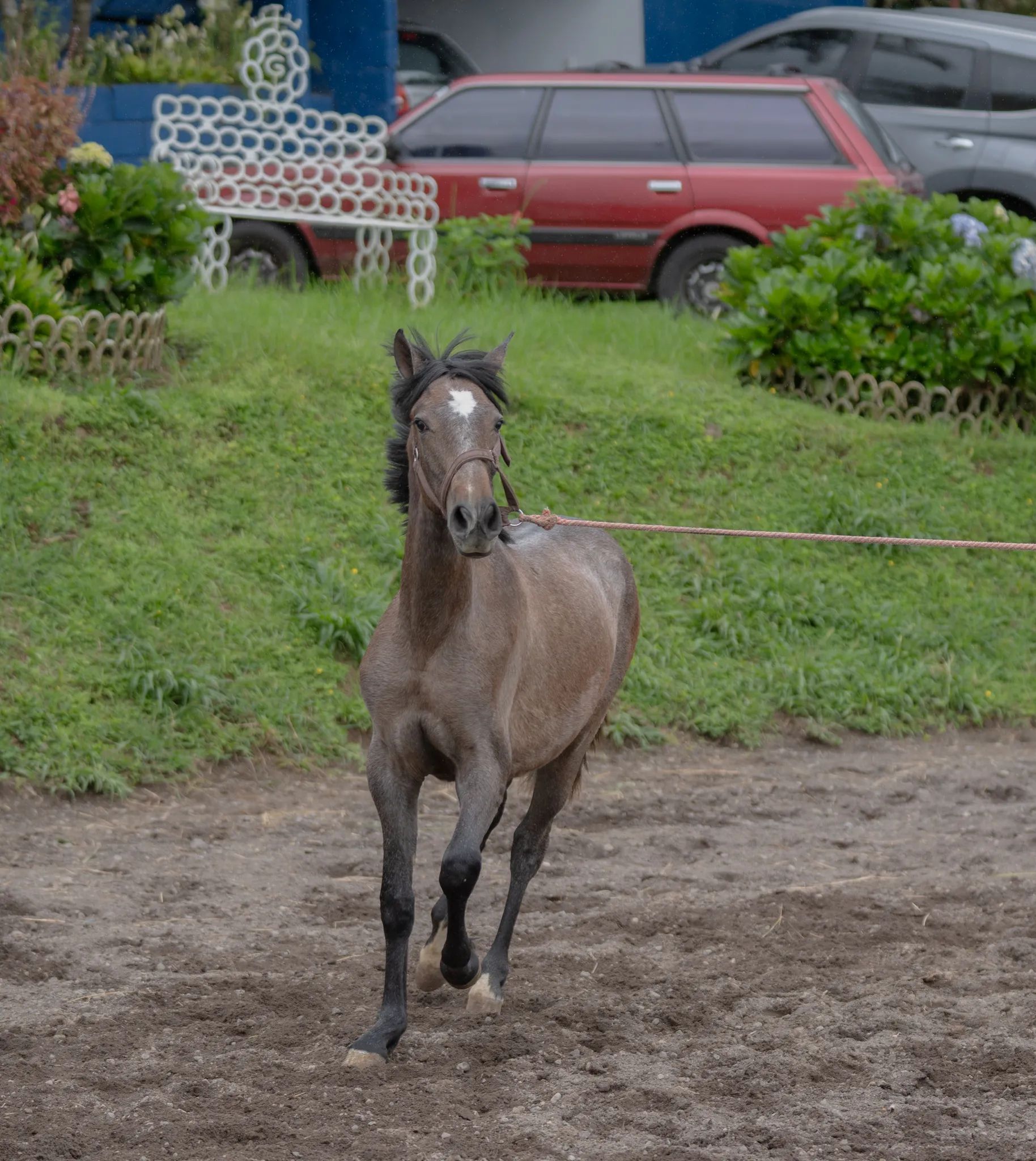 Caballo OG Engreído en venta