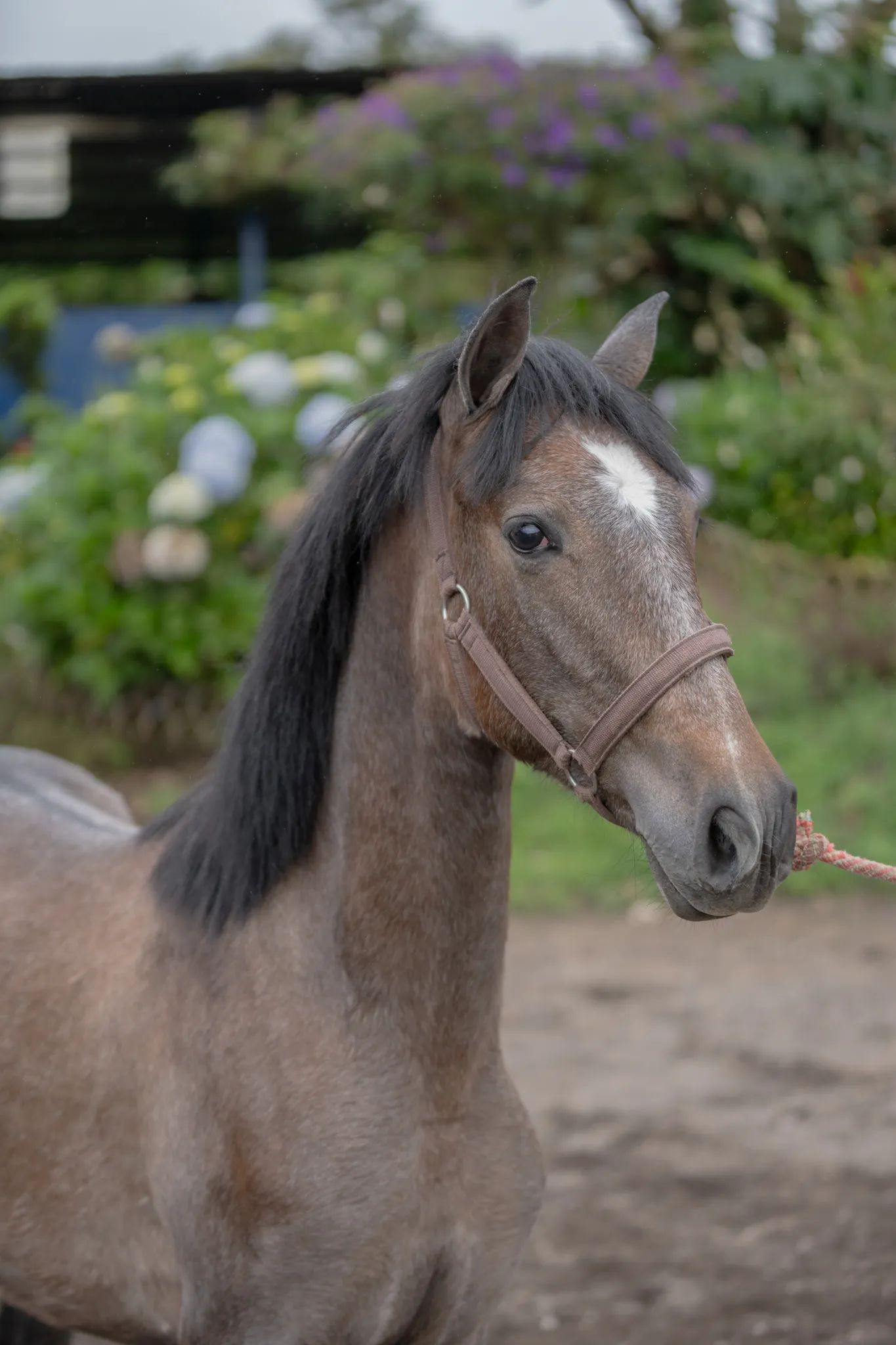 Caballo OG Engreído en venta