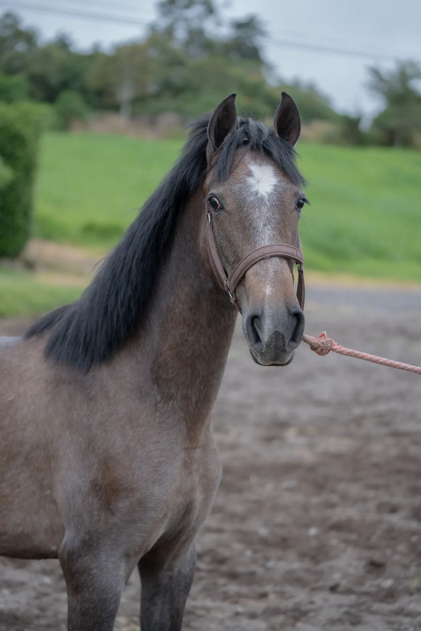 Caballo OG Engreído en venta