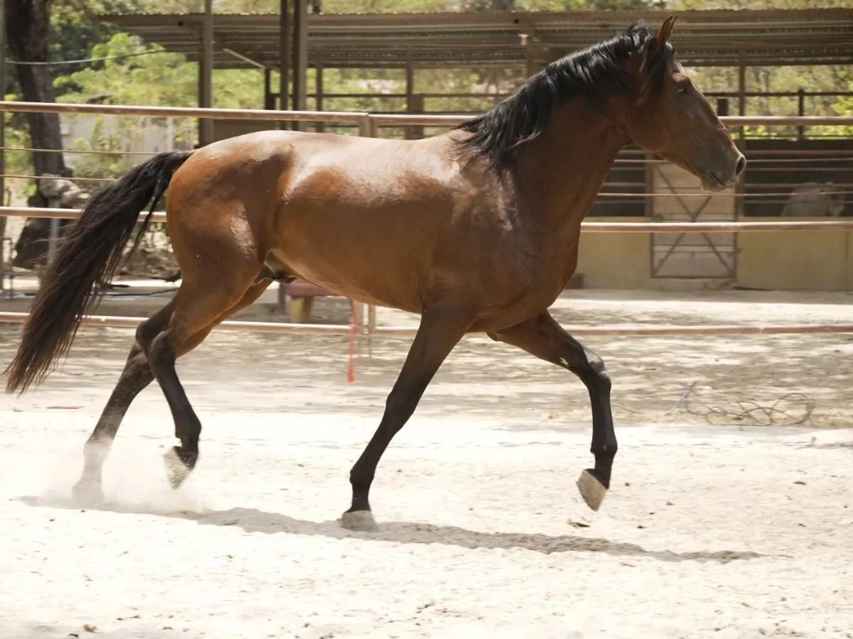 Caballo Goloso GY en venta