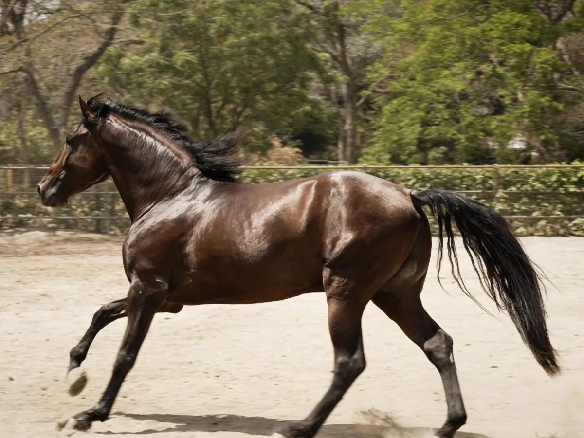 Caballo Goloso GY en venta