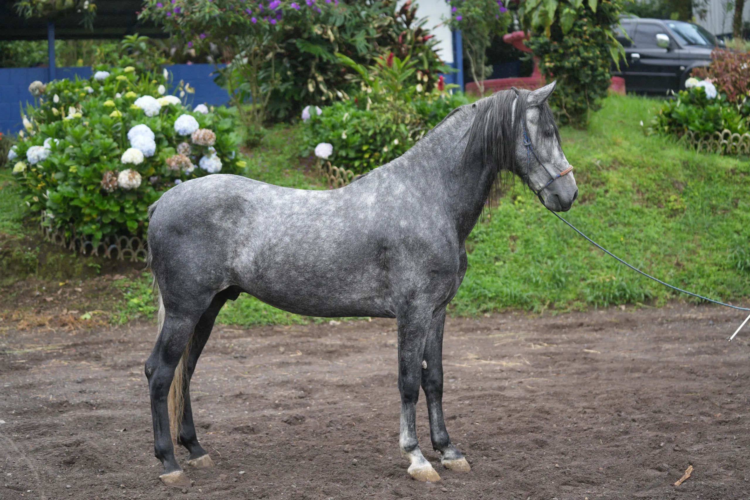 Caballo OG Insolente De Padrino en venta