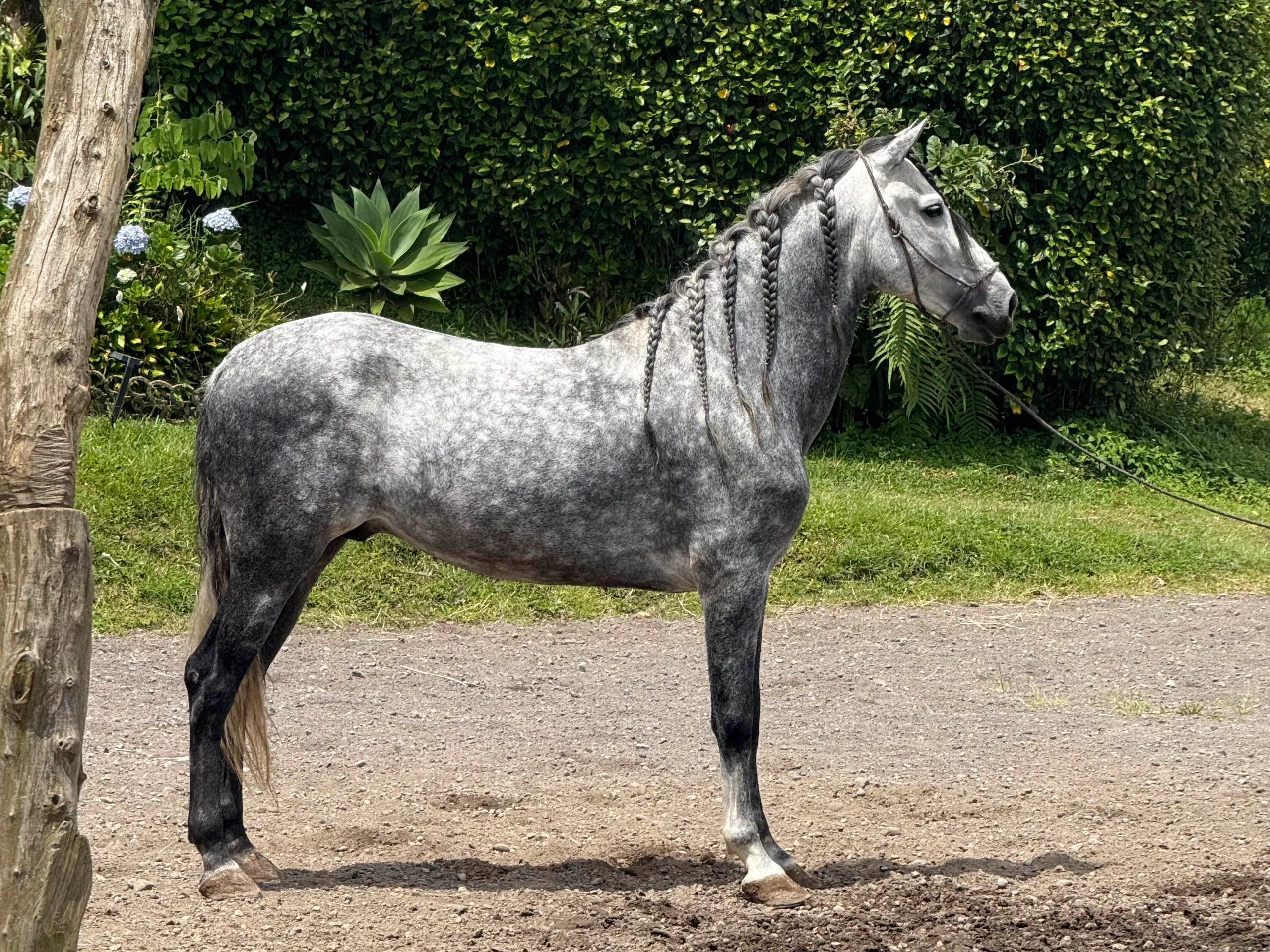 Caballo OG Insolente De Padrino en venta