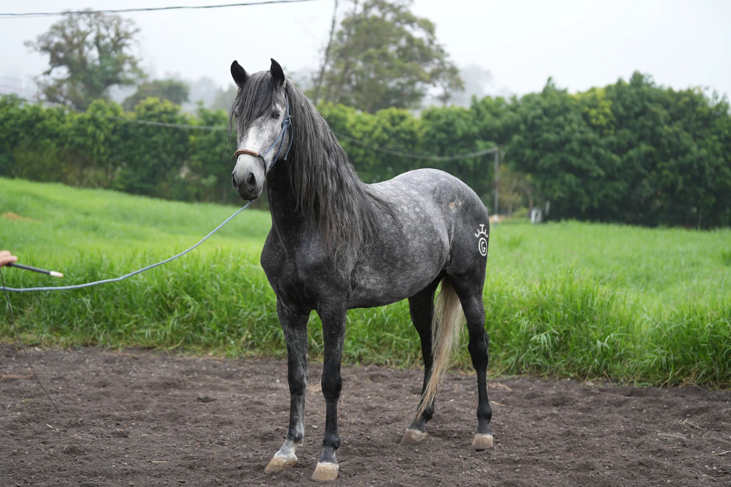 Caballo OG Insolente De Padrino en venta