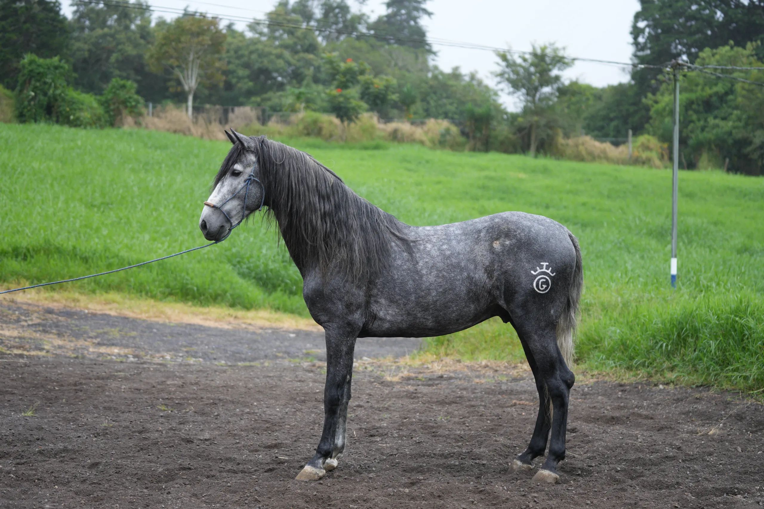 Caballo OG Insolente De Padrino en venta
