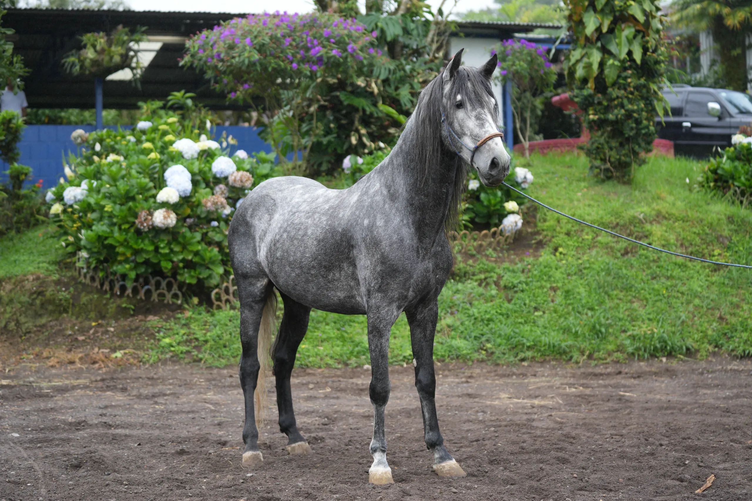 Caballo OG Insolente De Padrino en venta
