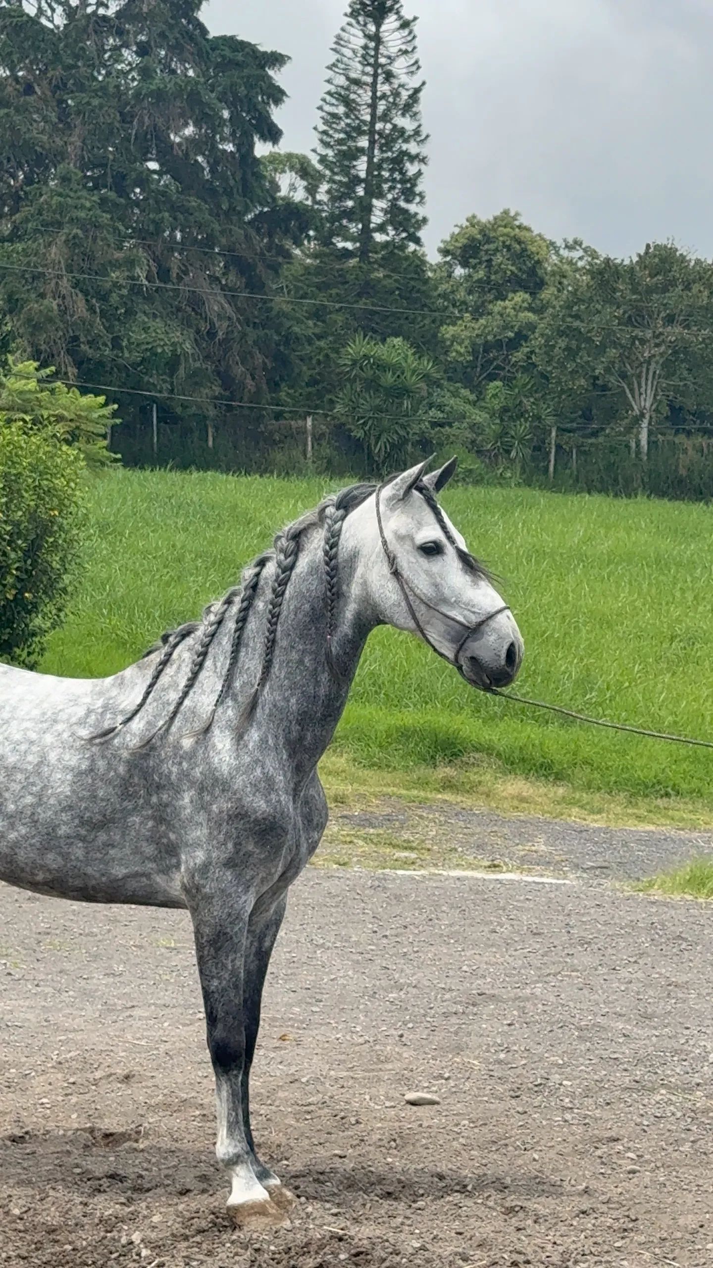 Caballo OG Insolente De Padrino en venta
