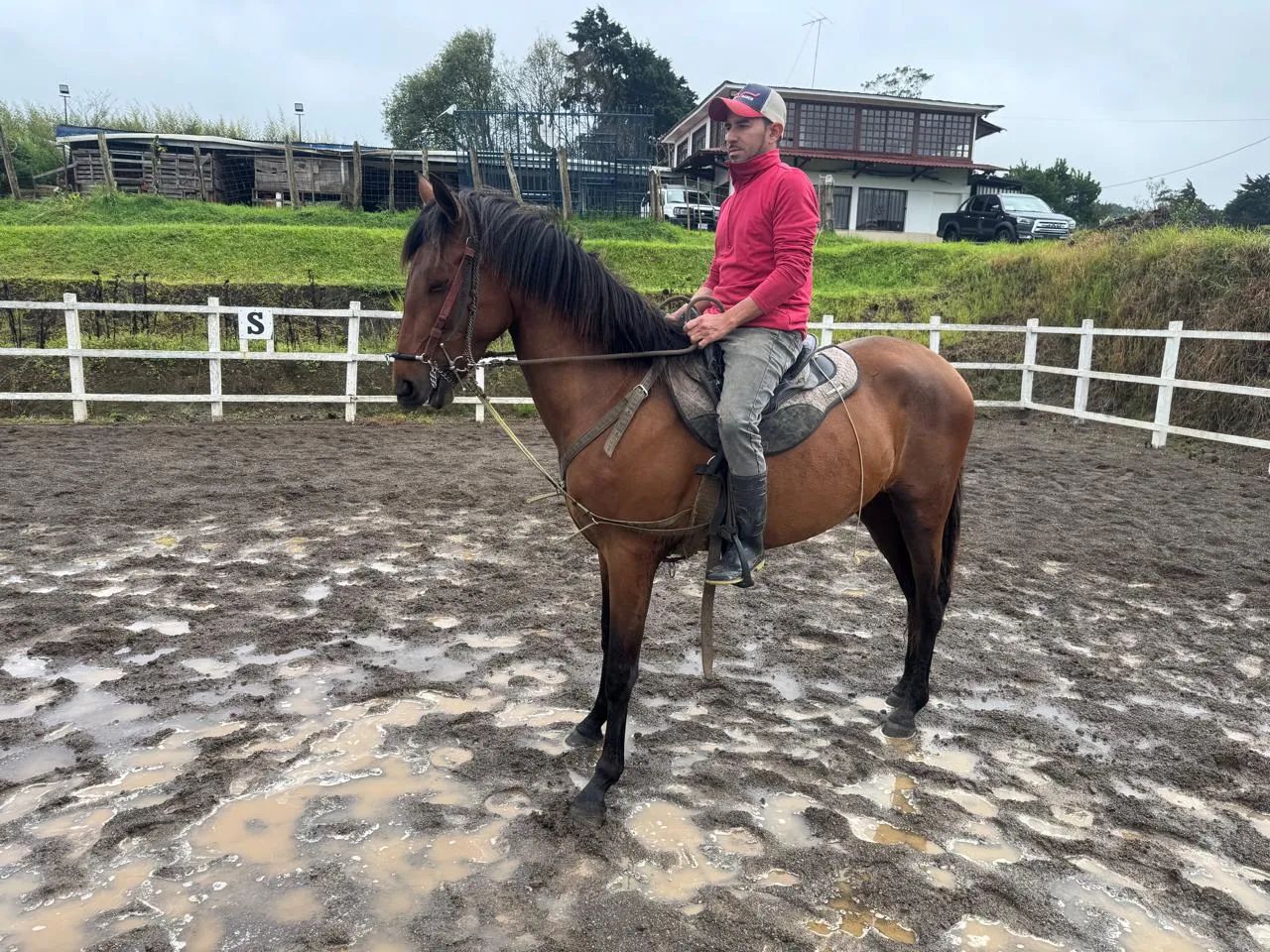 Caballo Nayarit en venta