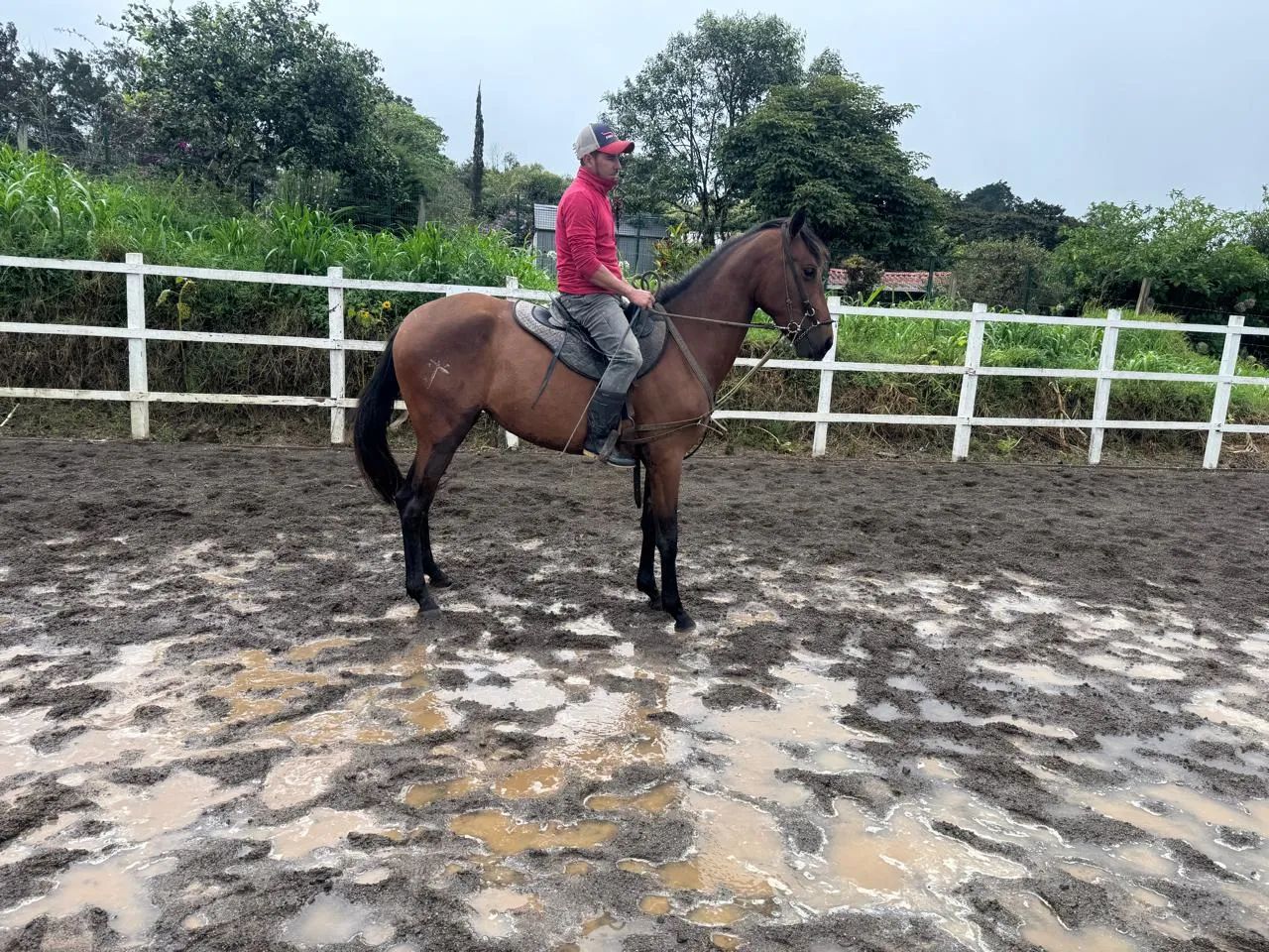 Caballo Nayarit en venta
