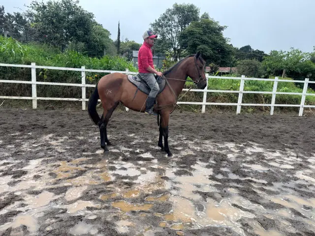 Caballo Nayarit en venta