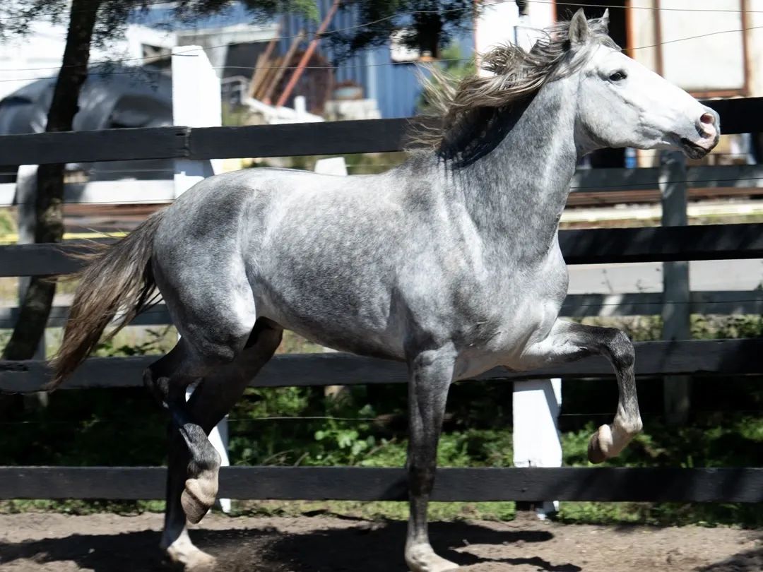 Caballo Estepeño de Collado en venta
