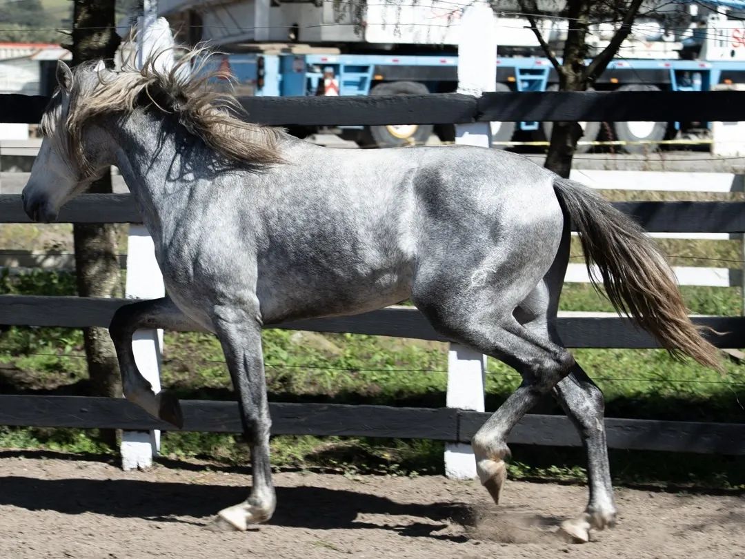 Caballo Estepeño de Collado en venta