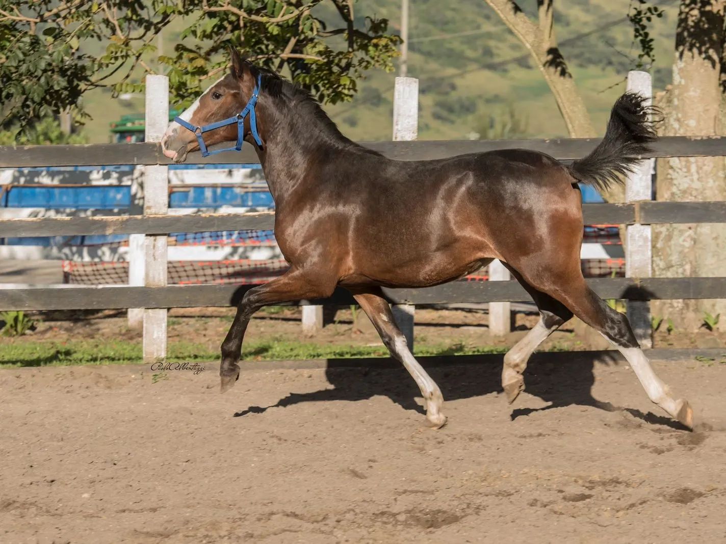 Caballo Diosa en venta