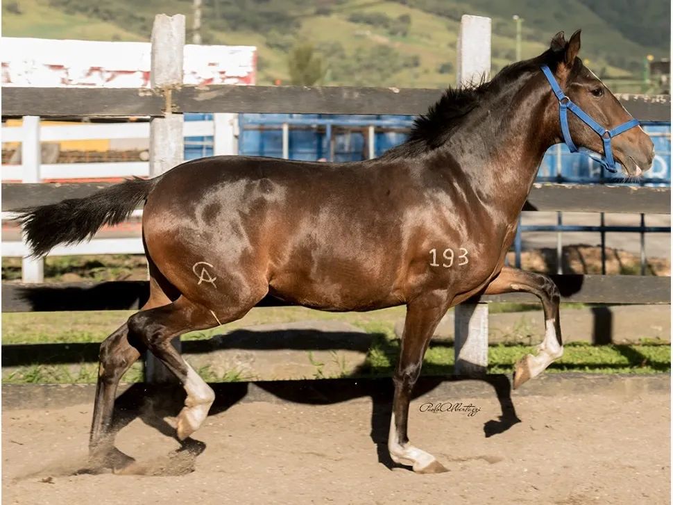Caballo Diosa en venta
