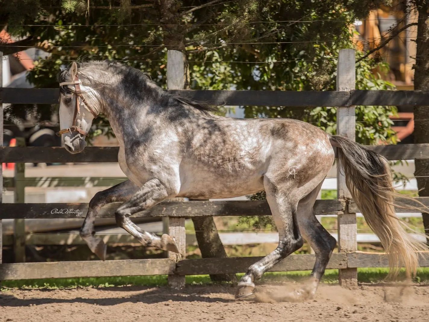 Caballo Habanero de Collado en venta