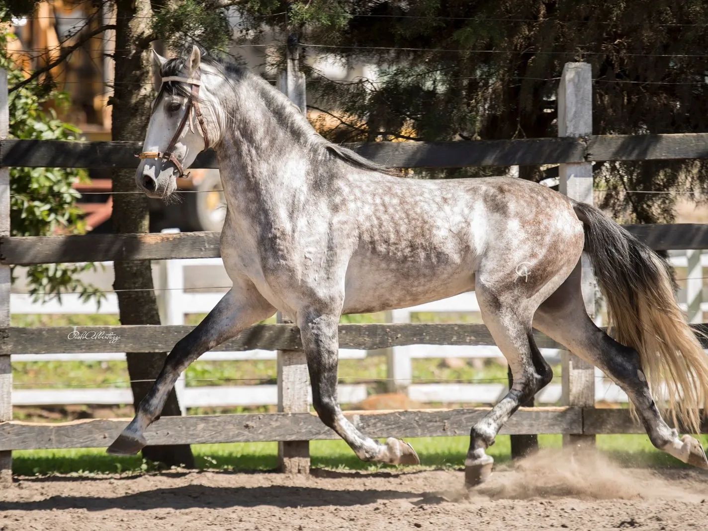 Caballo Habanero de Collado en venta