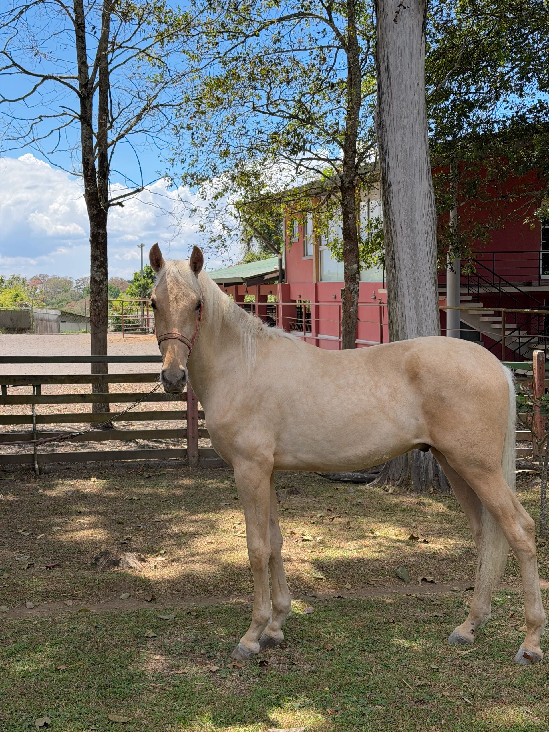 Caballo Bergson CTR en venta