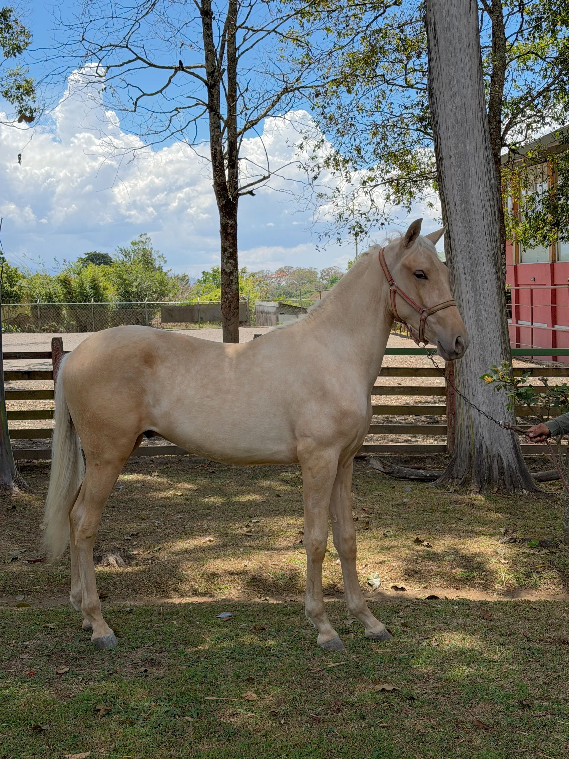 Caballo Bergson CTR en venta
