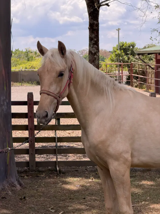 Caballo Bergson CTR en venta