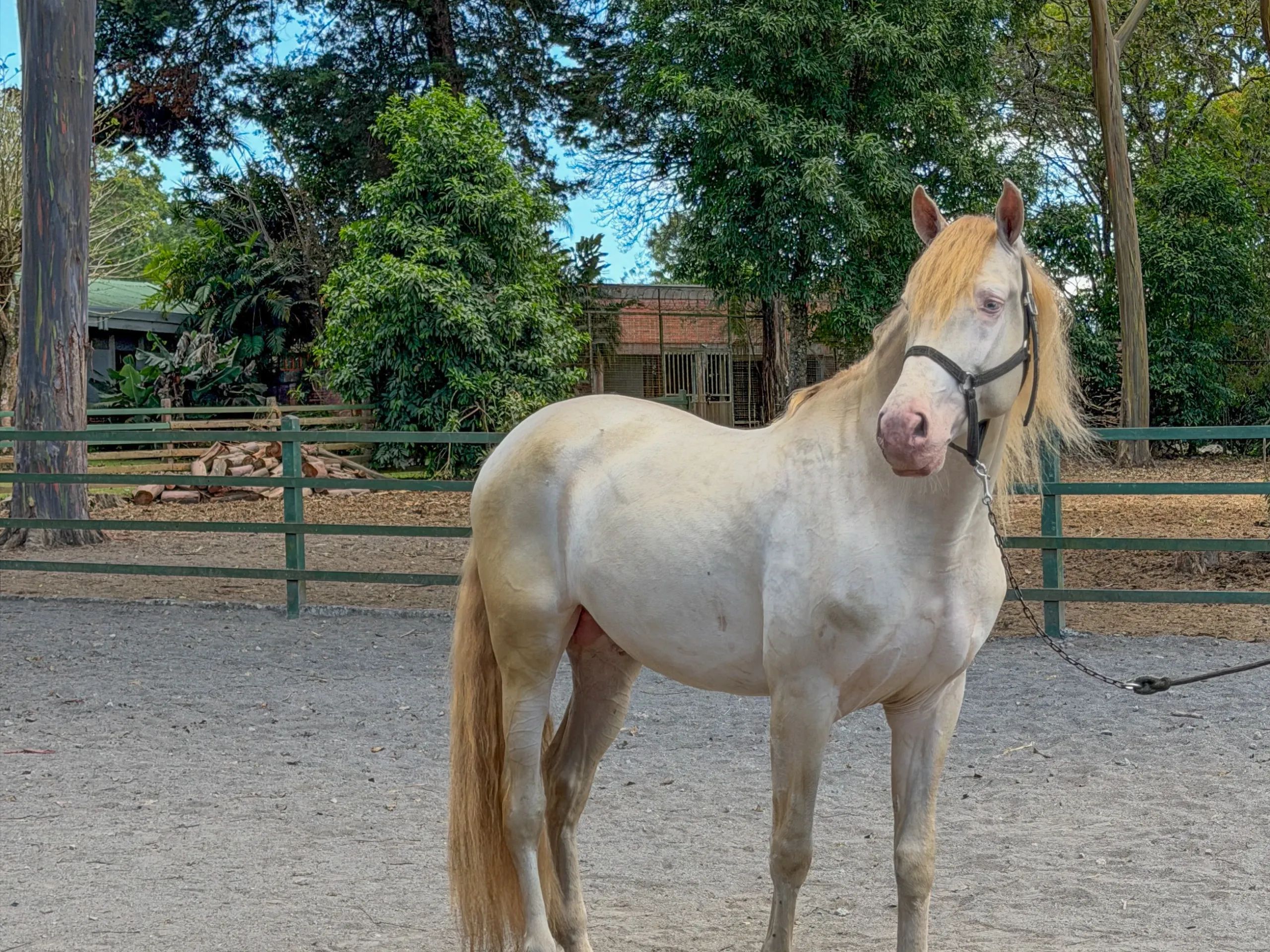Caballo DIVO XXXVII en venta