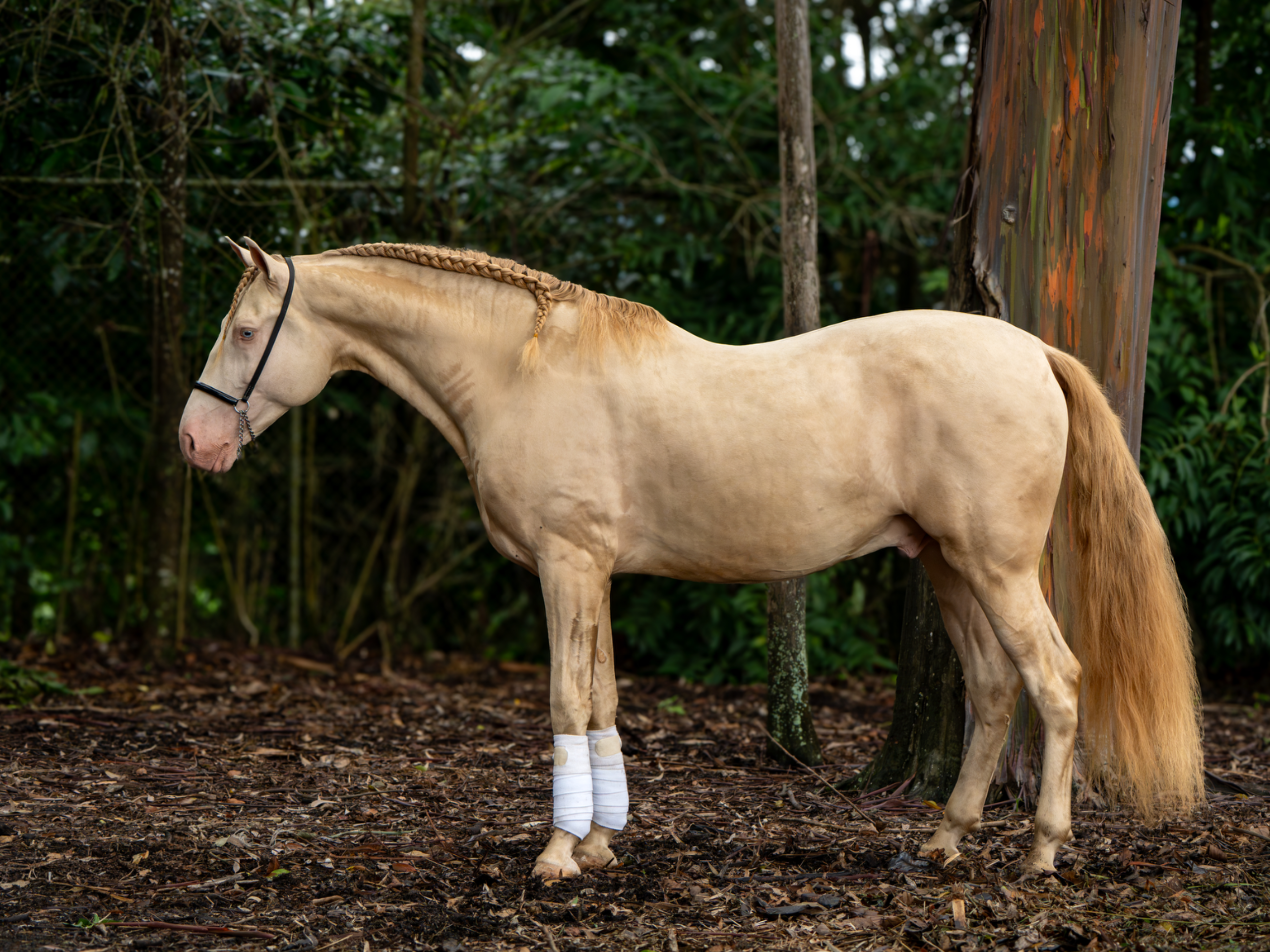 Caballo DIVO XXXVII en venta