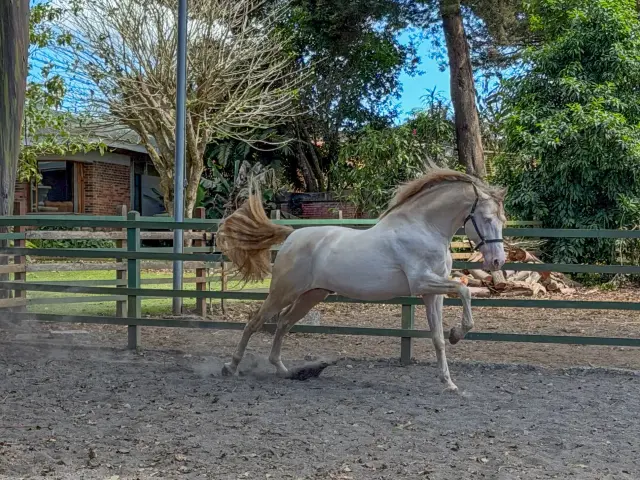 Caballo DIVO XXXVII en venta