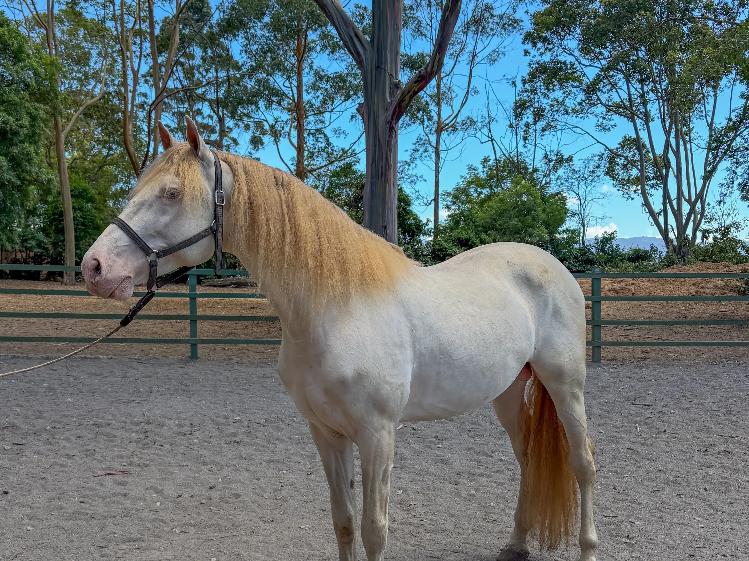 Caballo DIVO XXXVII en venta