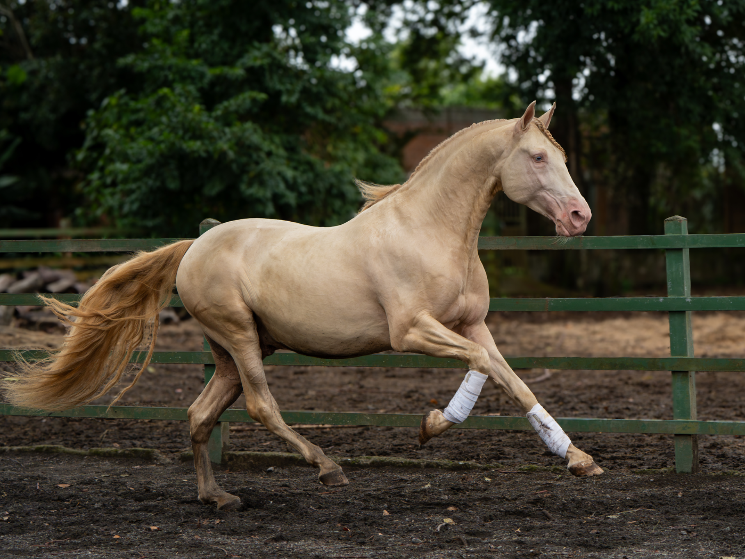 Caballo DIVO XXXVII en venta