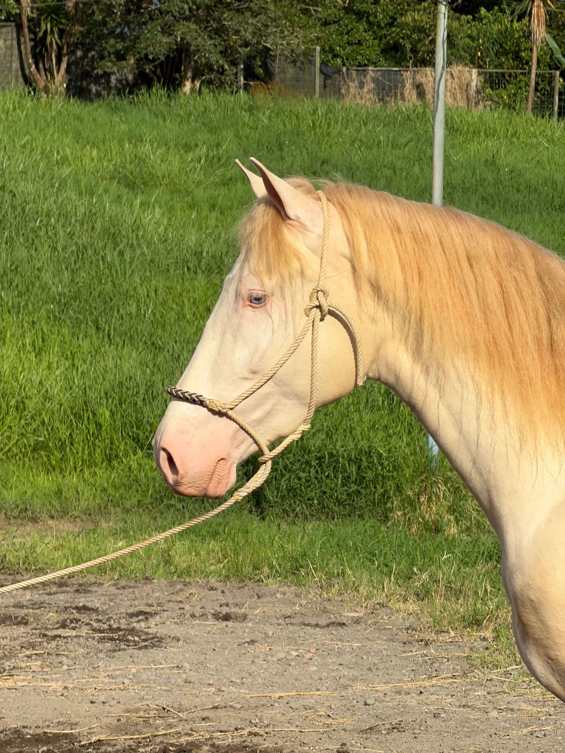 Caballo Claudio Vives en venta