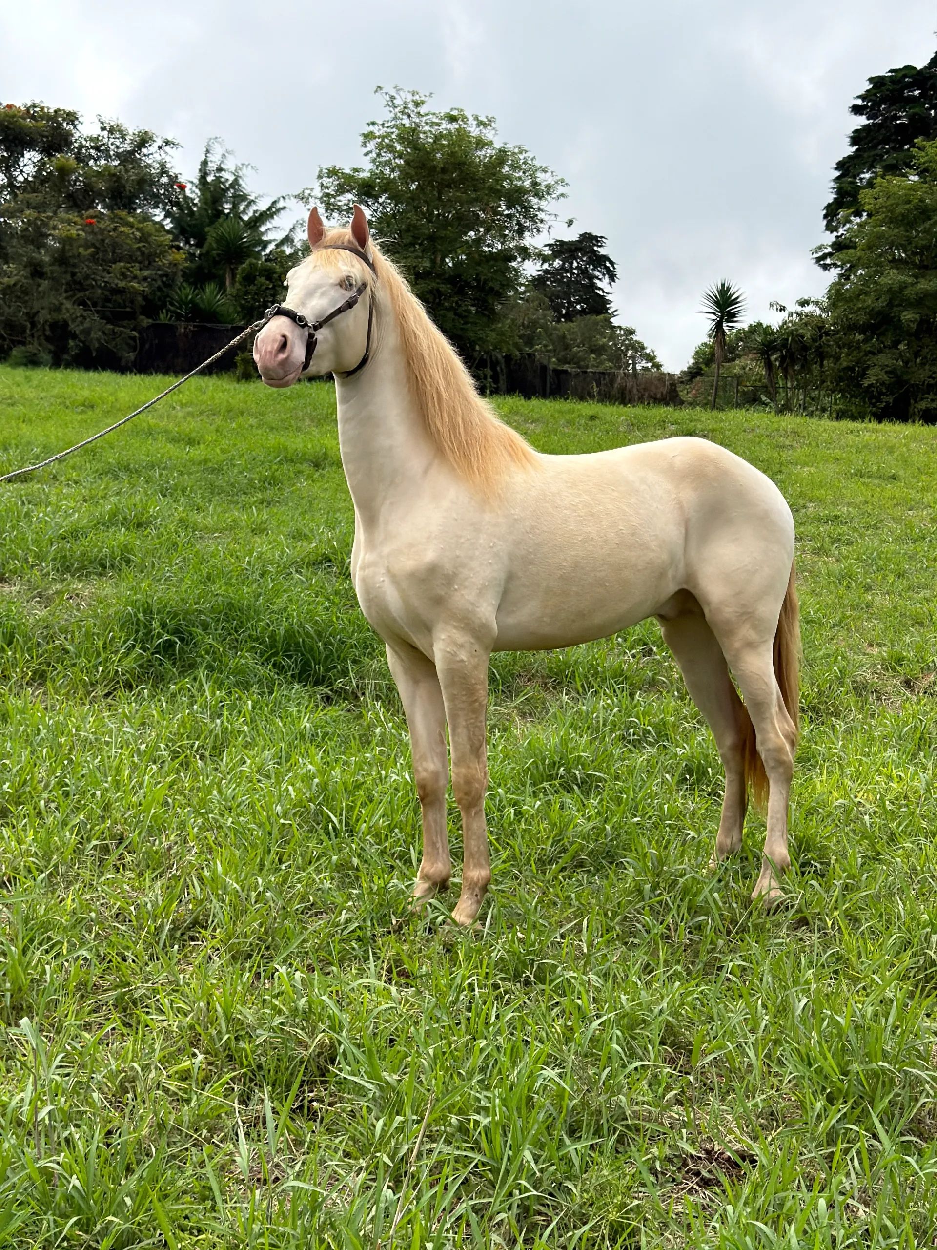 Caballo Claudio Vives en venta
