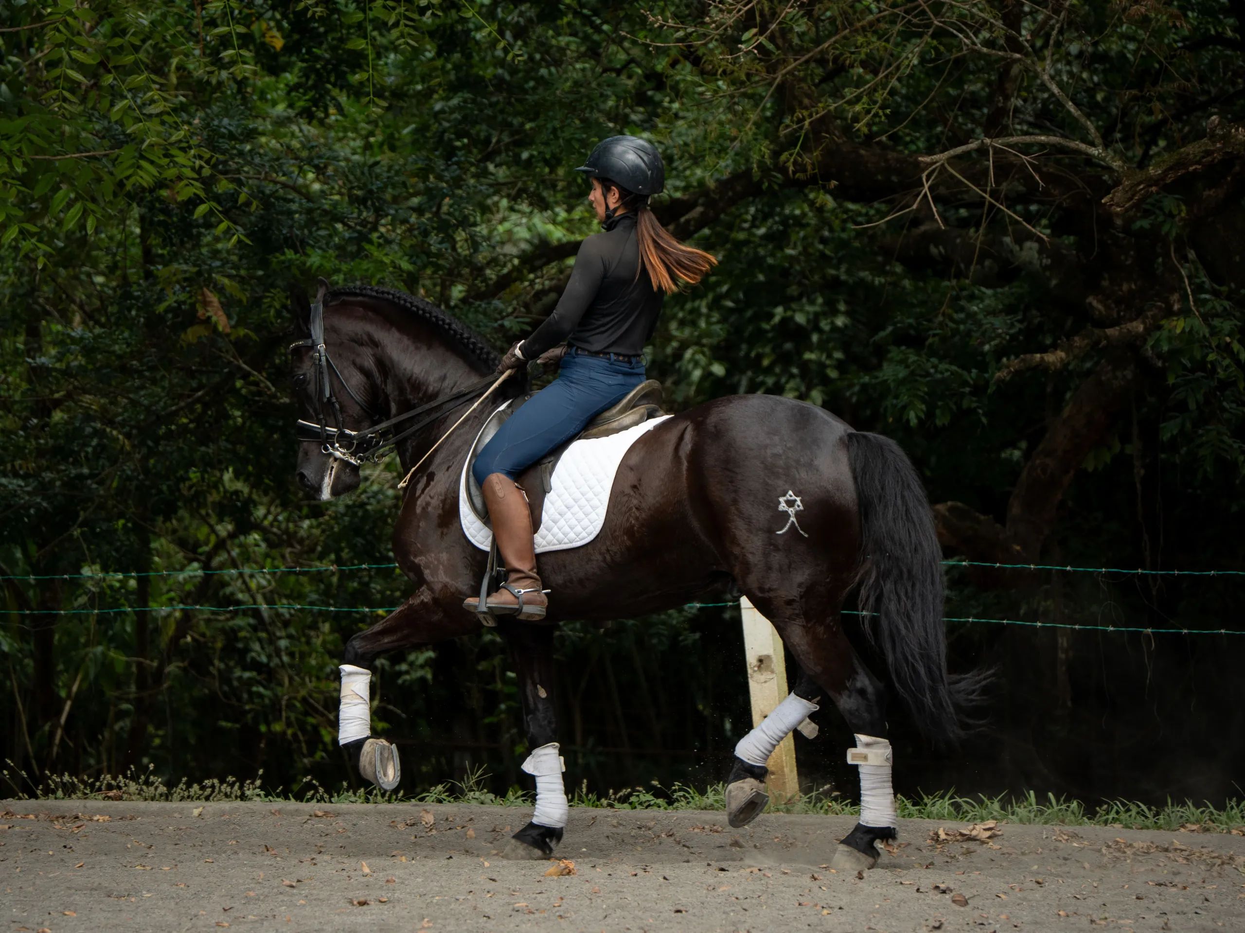 Caballo Maximus en venta