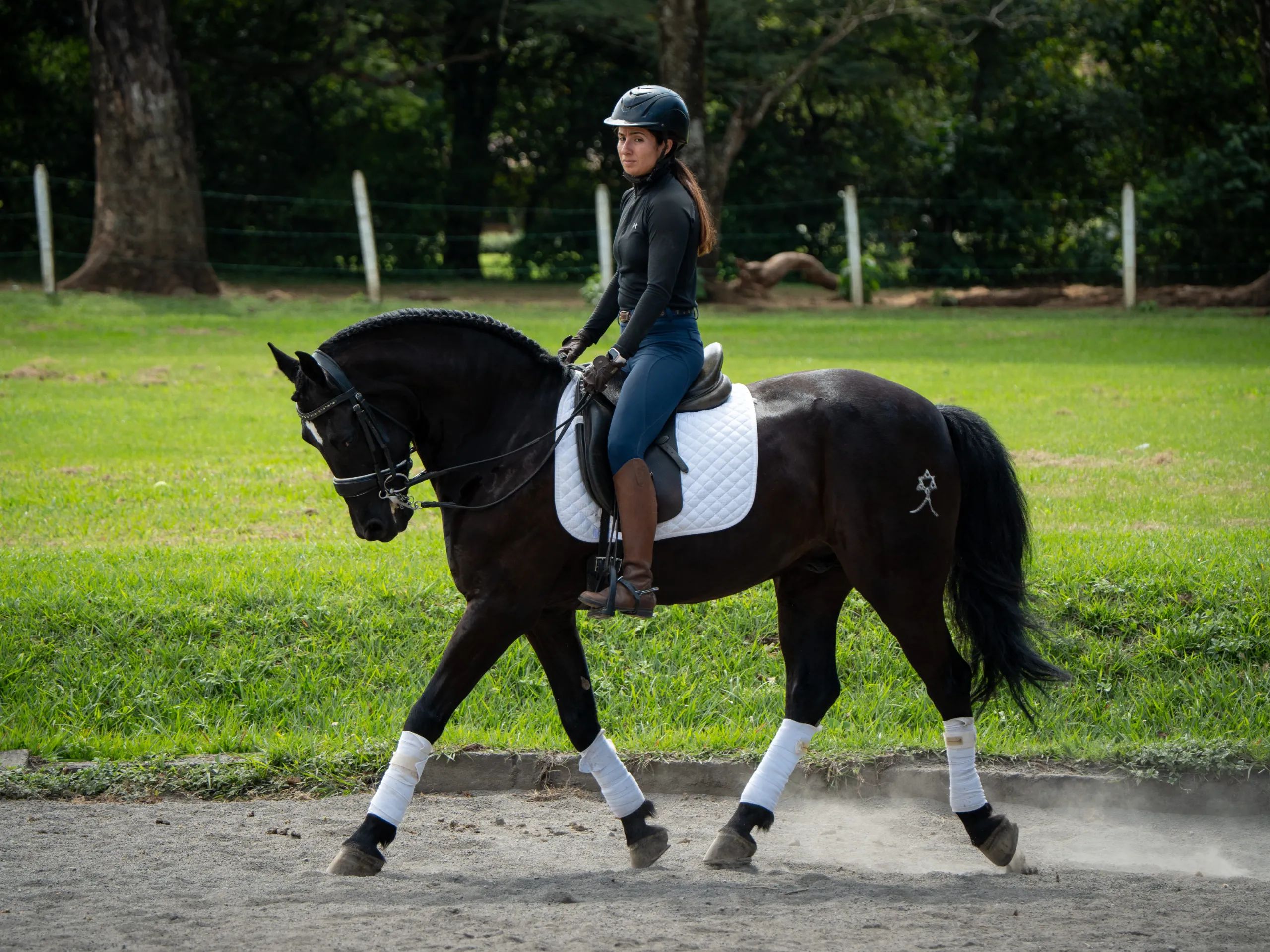 Caballo Maximus en venta