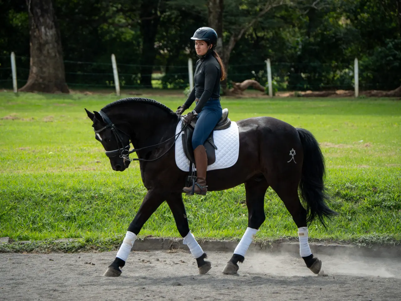 Caballo Maximus en venta