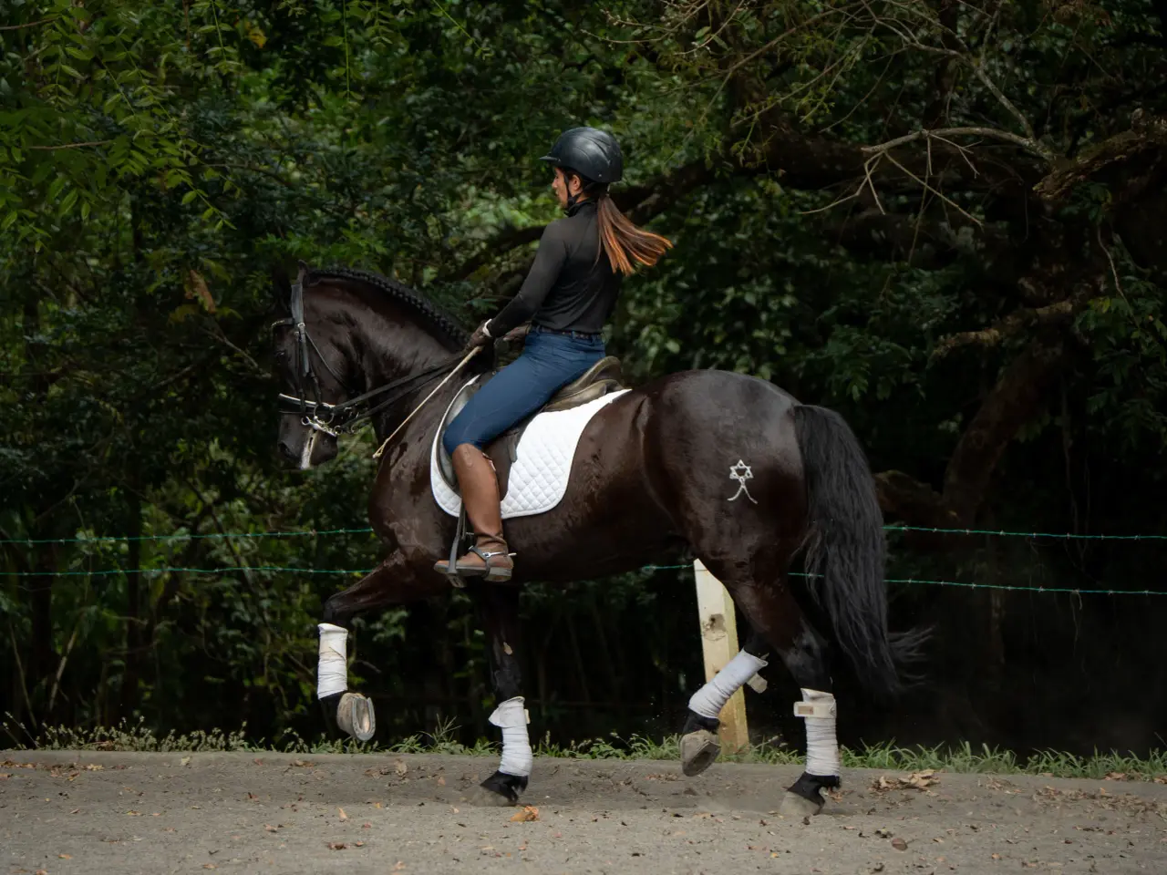 Caballo Maximus en venta