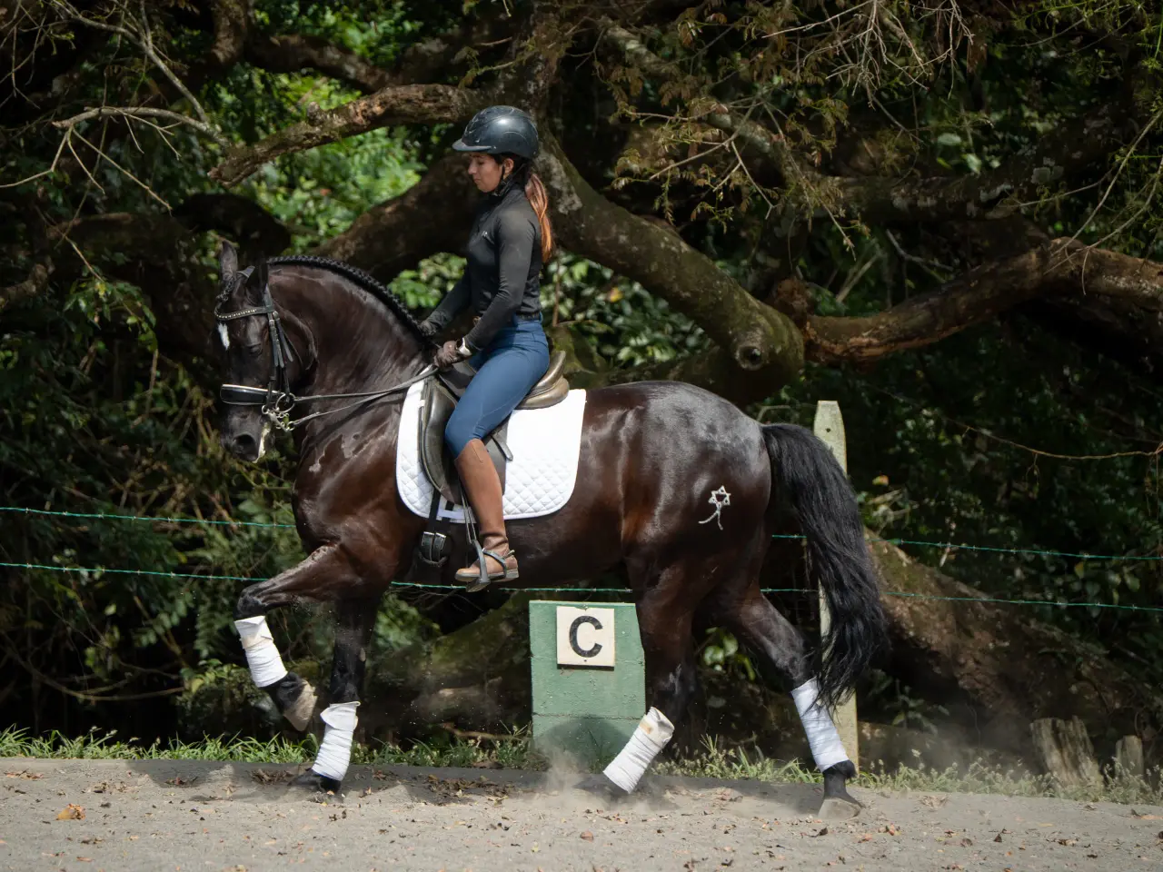 Caballo Maximus en venta