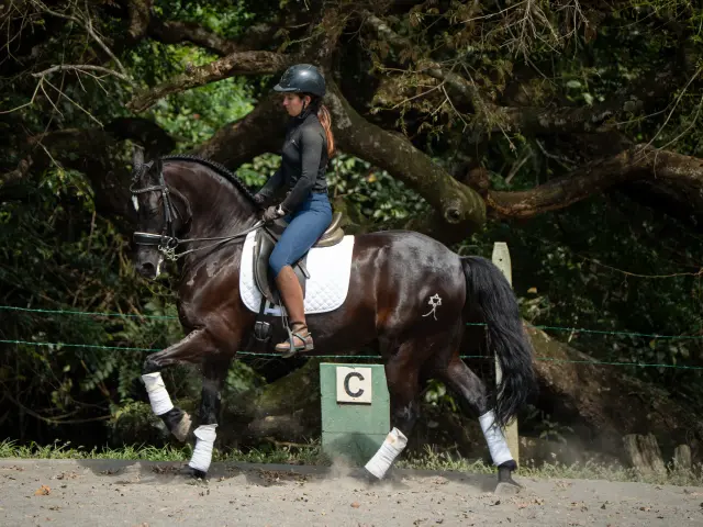 Caballo Maximus en venta