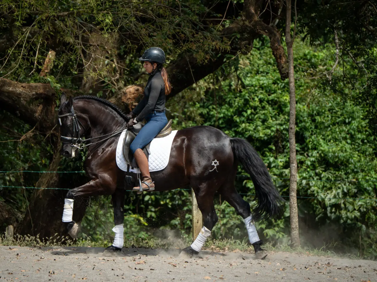 Caballo Maximus en venta