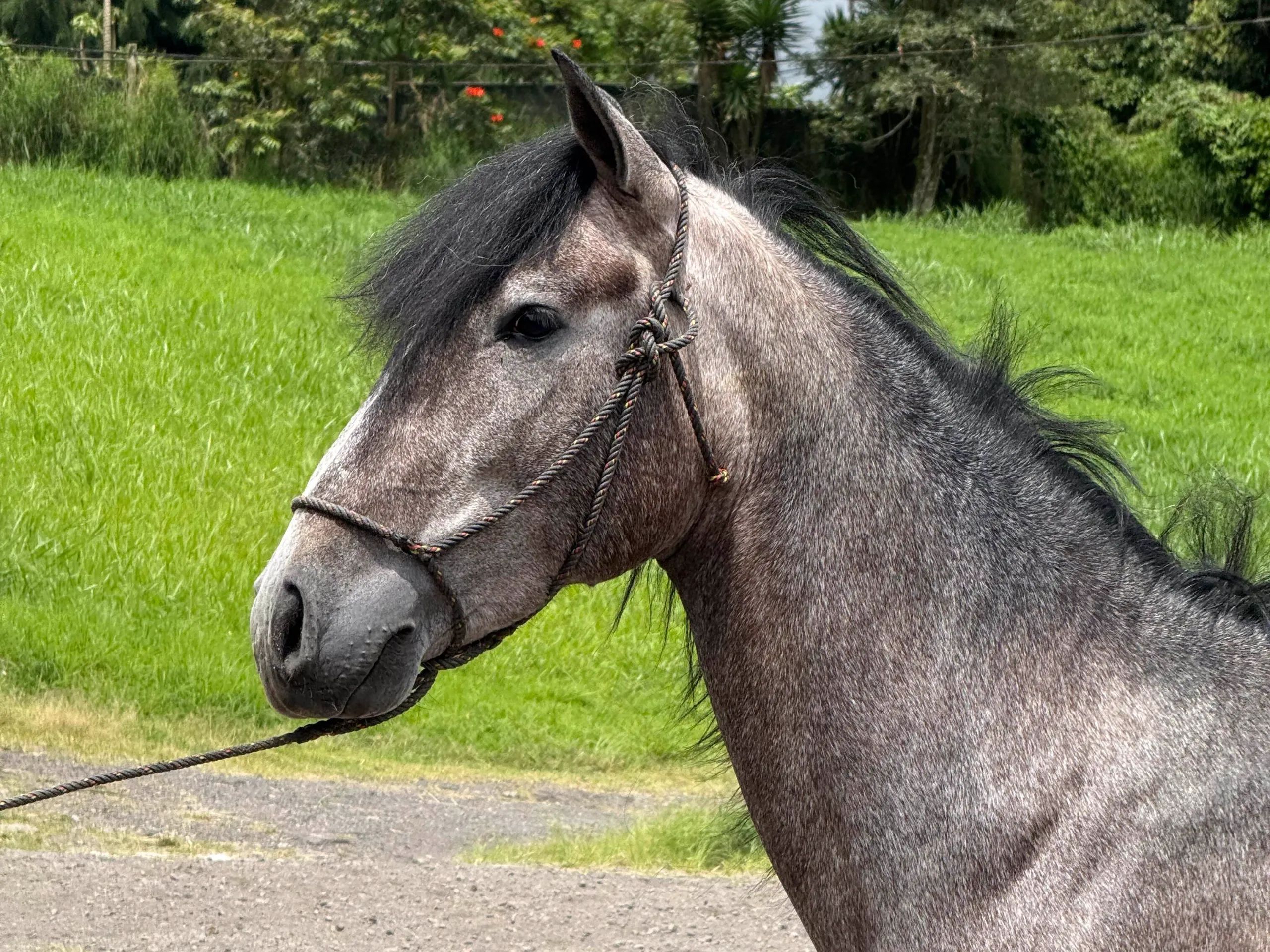 Caballo OG Engreído en venta