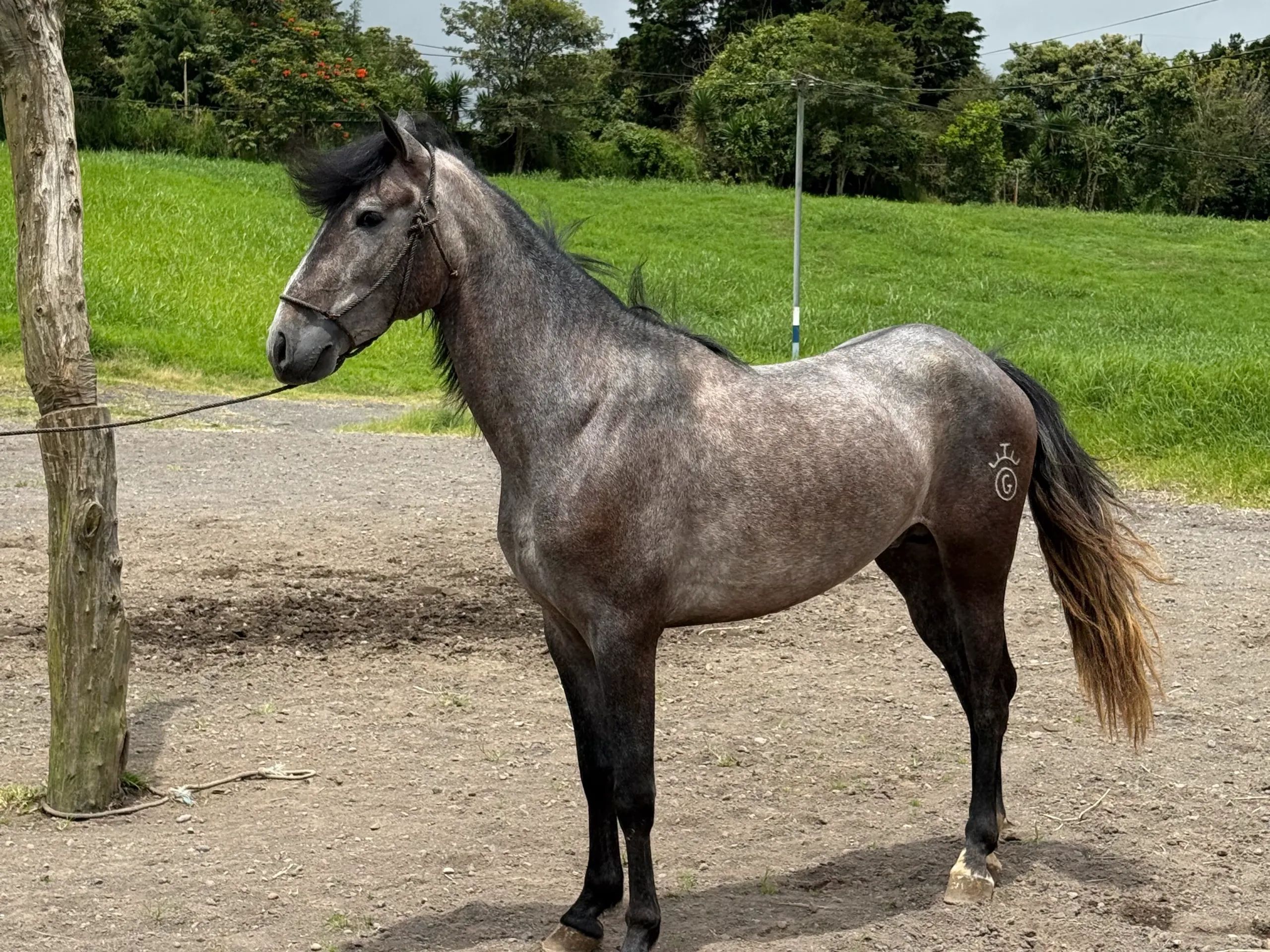 Caballo OG Engreído en venta