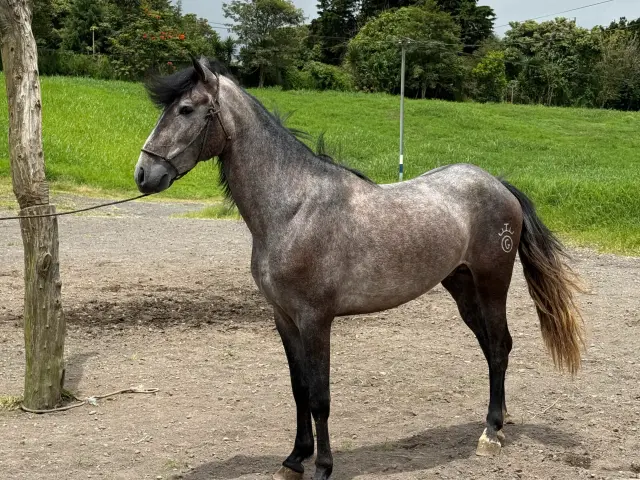 Caballo OG Engreído en venta