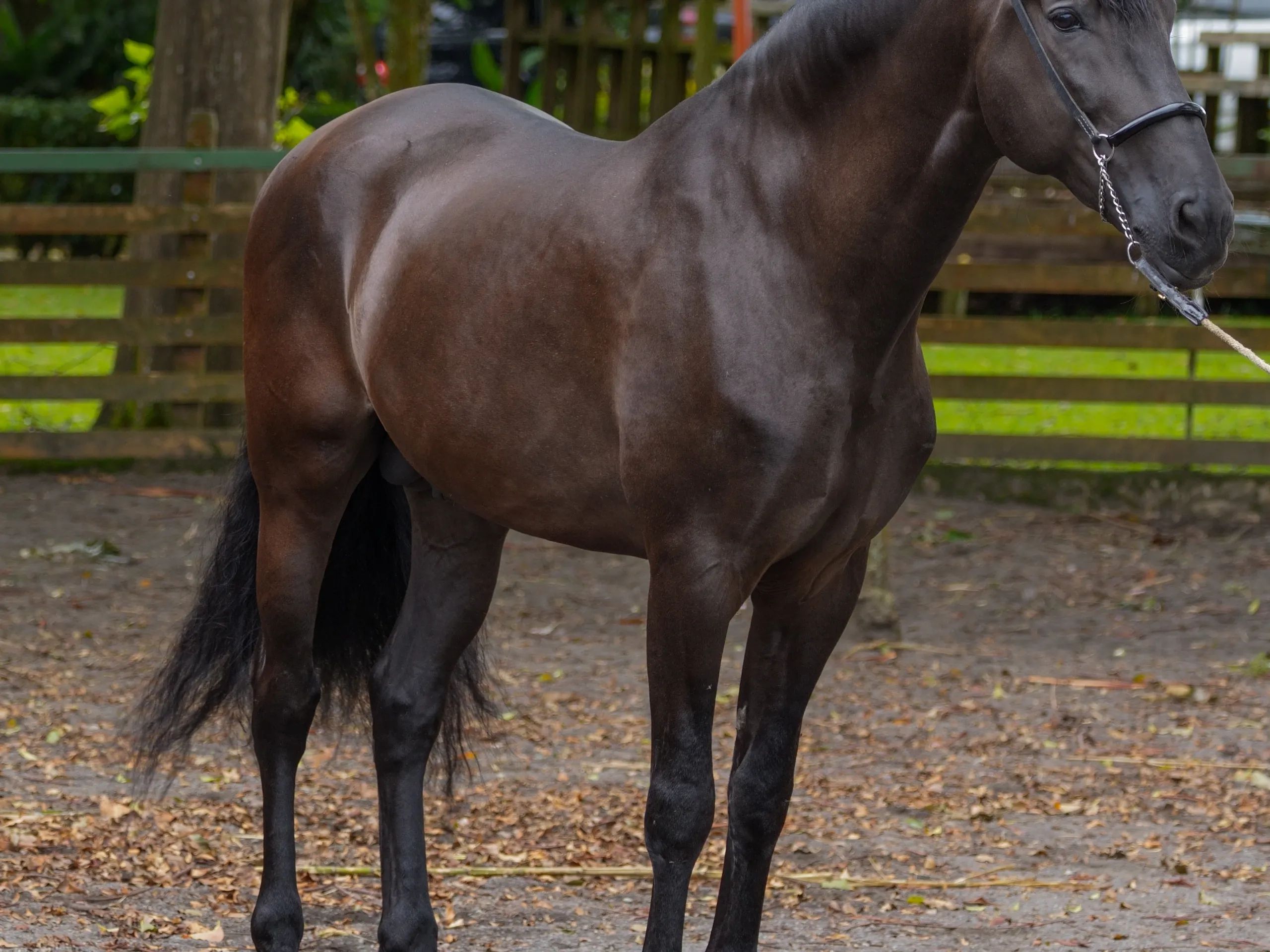 Caballo Zambrano Jocha en venta