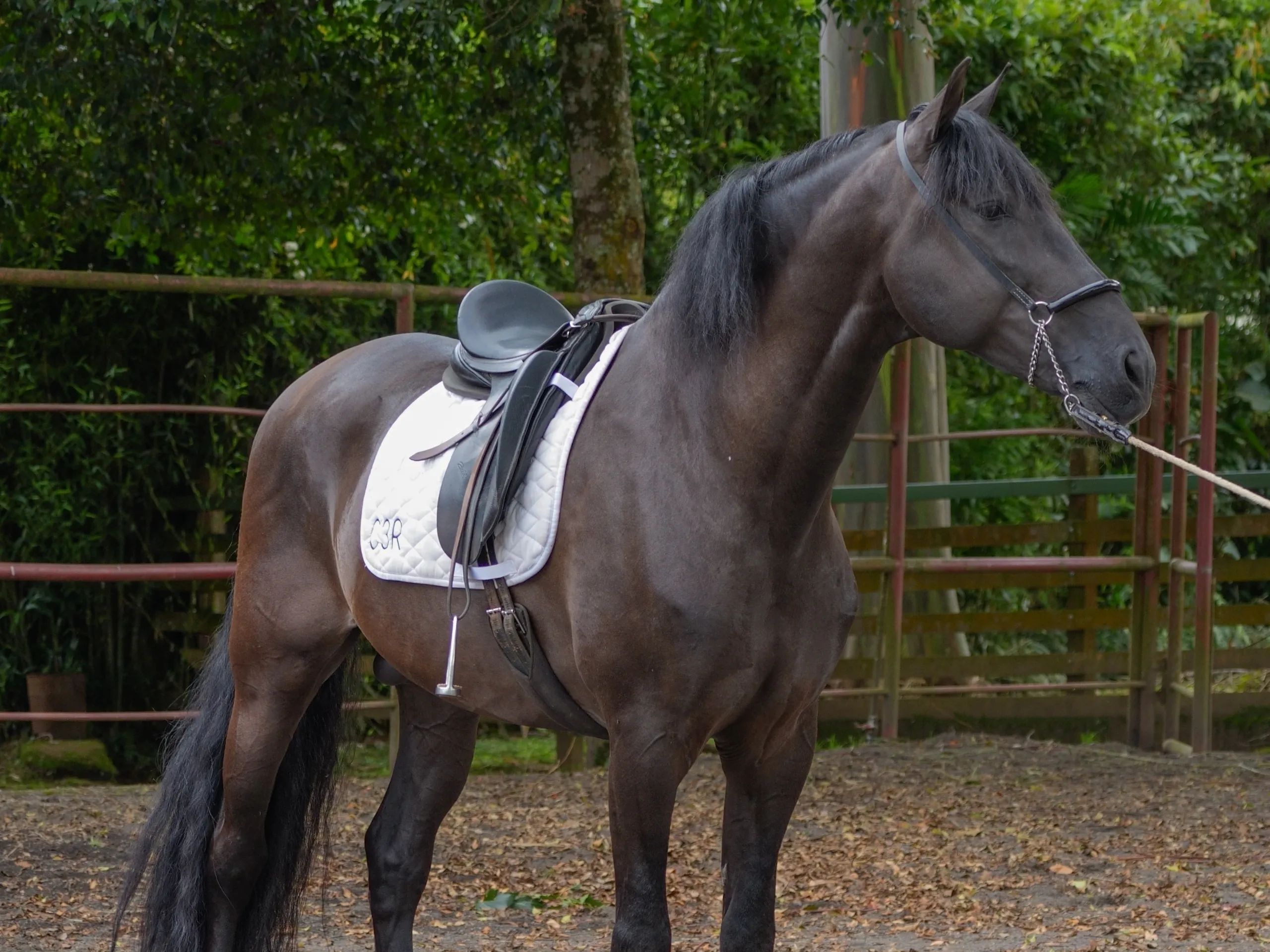 Caballo Zambrano Jocha en venta