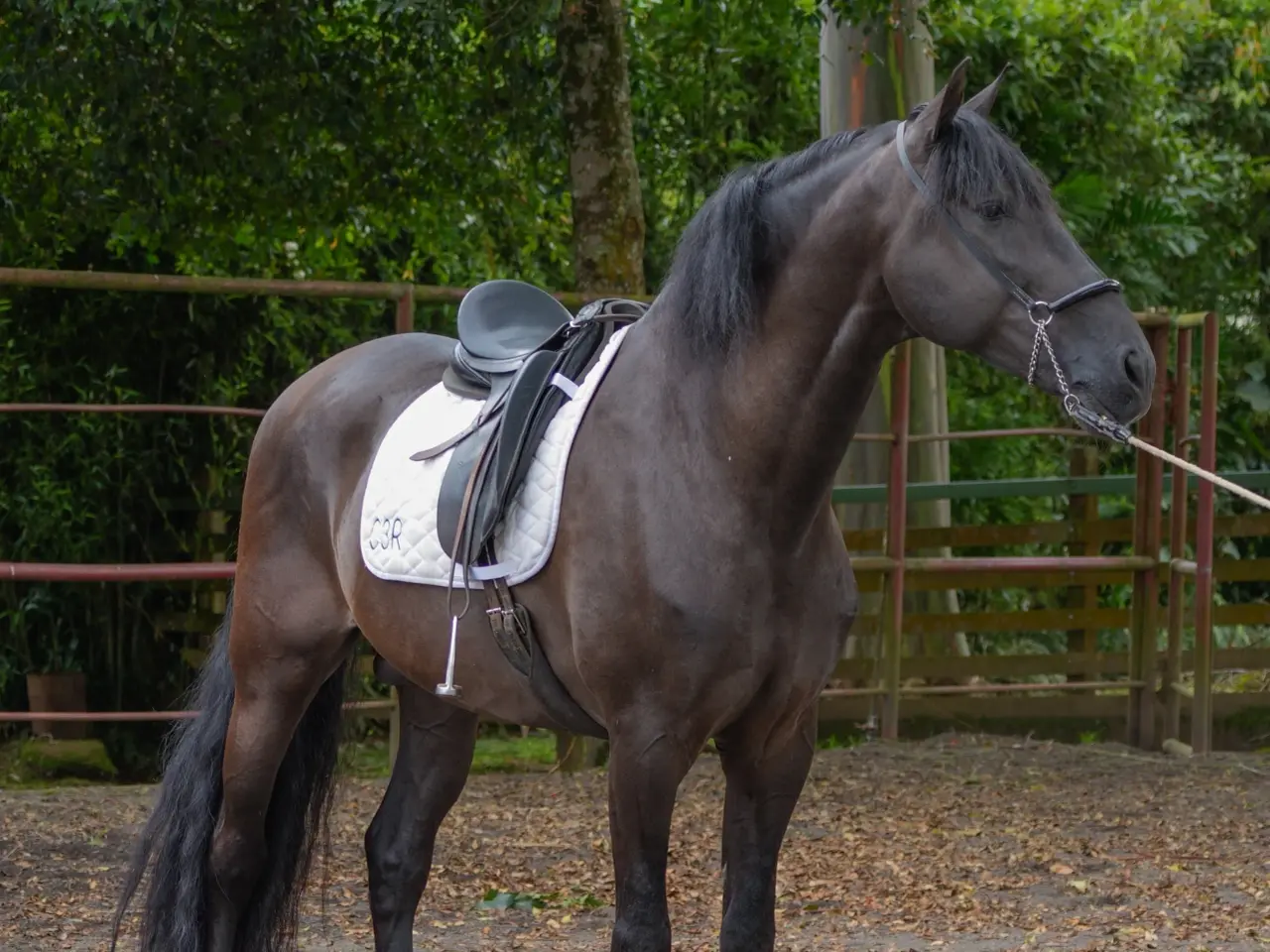 Caballo Zambrano Jocha en venta