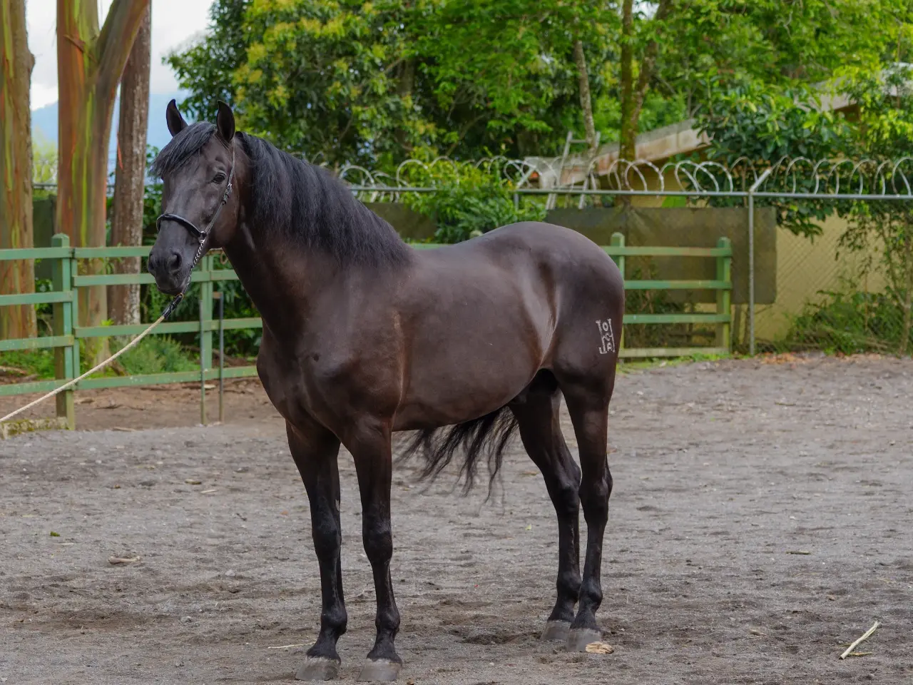 Caballo Zambrano Jocha en venta