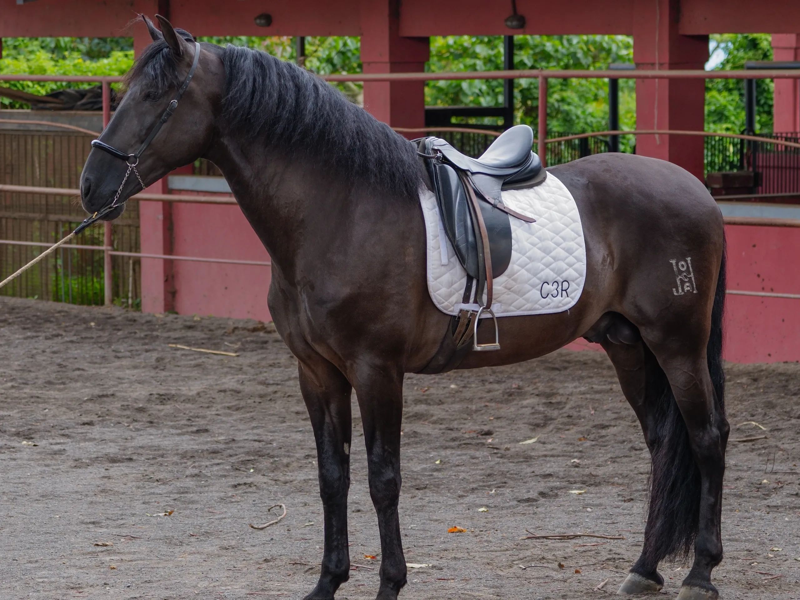 Caballo Zambrano Jocha en venta